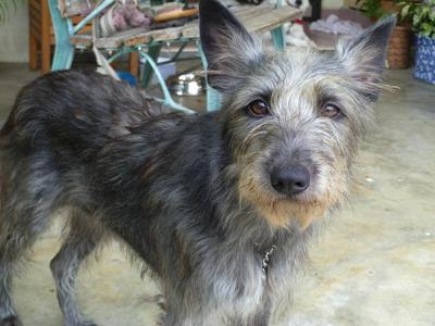 Toto - Schnauzer Mix Dog