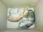 Mochi &amp; Koki - Domestic Medium Hair + Domestic Long Hair Cat