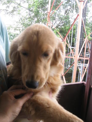 Roxy - Golden Retriever Dog