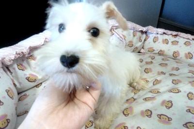 White Miniature Schnauzer For Sale - Schnauzer Dog