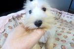 White Miniature Schnauzer For Sale - Schnauzer Dog