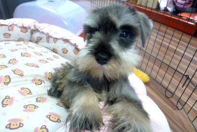 Miniature Schnauzer  For Sale - Schnauzer Dog