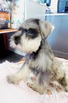 Miniature Schnauzer  For Sale - Schnauzer Dog