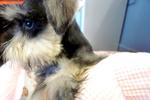 Miniature Schnauzer  For Sale - Schnauzer Dog