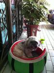 Xiao Xuai - Shih Tzu Dog