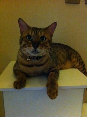 Fatt Choy - Bengal Cat