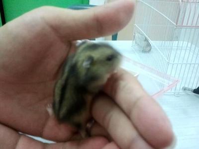 Baby - Common Hamster Hamster