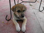 Puppy 1 - Mixed Breed Dog