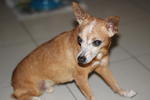 Pinscher Found @ Ss4 - Miniature Pinscher Dog