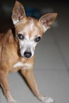 Pinscher Found @ Ss4 - Miniature Pinscher Dog