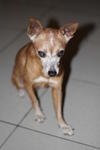 Pinscher Found @ Ss4 - Miniature Pinscher Dog