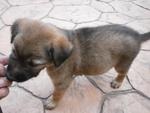 Puppy 3 - Mixed Breed Dog