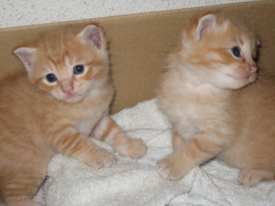 Ginger Tabby - Domestic Short Hair + Tabby Cat