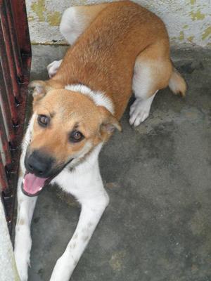 Dora 1 - Mixed Breed Dog