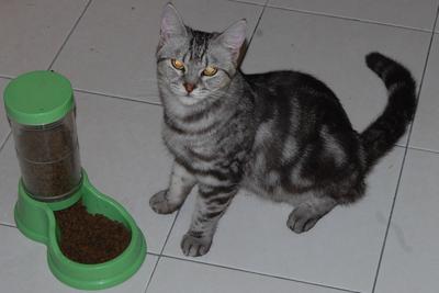 Nico - American Shorthair Cat