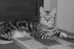 Nico - American Shorthair Cat