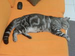 Nico - American Shorthair Cat