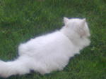 Eva - Persian Cat