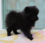 Female Black puppy