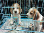 Cute Beagle Puppy #2 - Beagle Dog