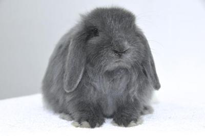 Holland Lop Buck - Holland Lop Rabbit