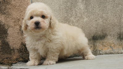 Cream Toy Poodle  - Poodle Dog