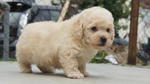 Cream Toy Poodle  - Poodle Dog