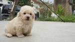 Cream Toy Poodle  - Poodle Dog