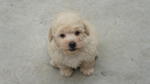 Cream Toy Poodle  - Poodle Dog