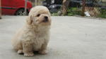 Cream Toy Poodle  - Poodle Dog