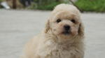 Cream Toy Poodle  - Poodle Dog