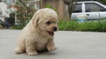 Cream Toy Poodle  - Poodle Dog