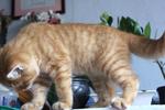 Red Tabby male kitten - Tango