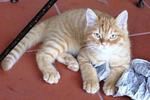 Red Tabby male kitten - Tango