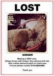 Missing: Ginger