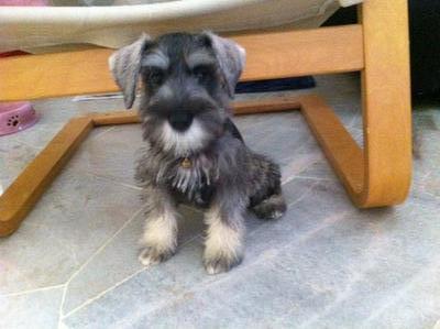 Miniature Schnauzer - Schnauzer Dog