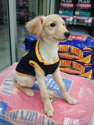 Twinkle - Poodle + Golden Retriever Dog