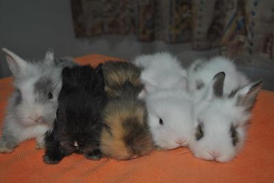 Chiki,chello,chiko,choki,chitam - Angora Rabbit Rabbit