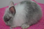 Chiki,chello,chiko,choki,chitam - Angora Rabbit Rabbit