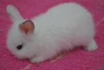 Chiki,chello,chiko,choki,chitam - Angora Rabbit Rabbit