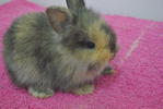 Chiki,chello,chiko,choki,chitam - Angora Rabbit Rabbit