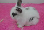 Chiki,chello,chiko,choki,chitam - Angora Rabbit Rabbit