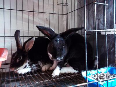 Rexa And Rexi - Mini Rex Rabbit