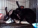 Rexa And Rexi - Mini Rex Rabbit