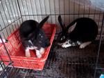 Rexa And Rexi - Mini Rex Rabbit