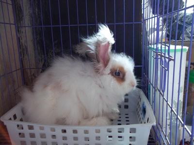 English Anggora - Angora Rabbit Rabbit