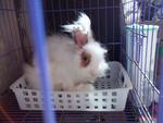 English Anggora - Angora Rabbit Rabbit