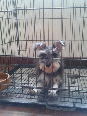 Miniature Schnauzer - Schnauzer Dog