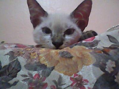 Along,angah - Domestic Short Hair + Siamese Cat