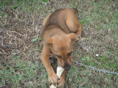 Julie - Mixed Breed Dog